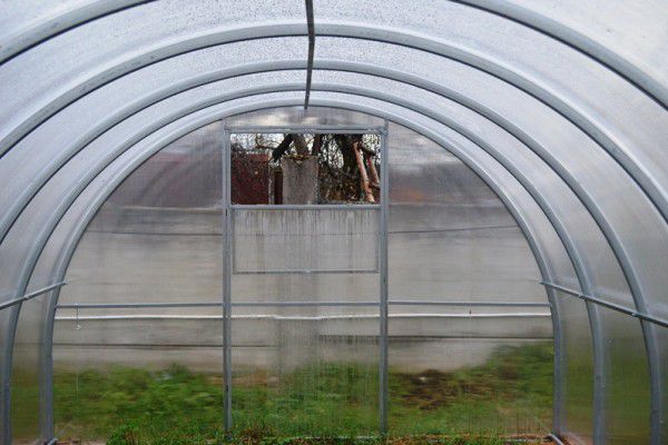 teplitsa-agroprofi-2